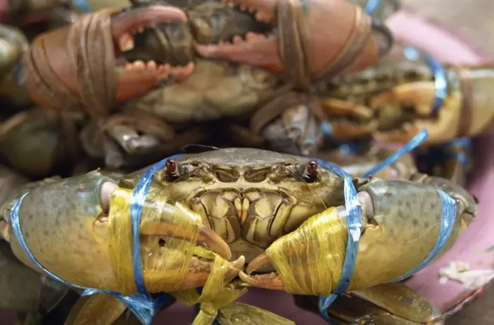 Framed Print : Close-up of crabs for sale at the weekend market in Bangkok