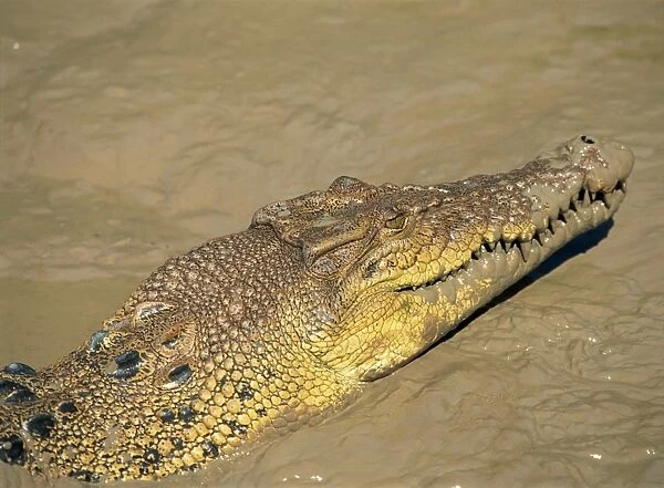 Close-up of crocodile in river, Northern Territory, Australia, Pacific