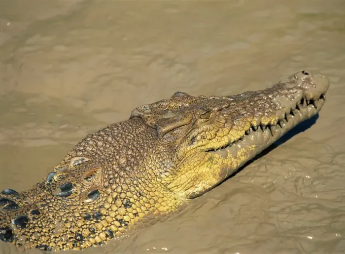 Framed Print : Close-up of crocodile in river, Northern Territory, Australia, Pacific Framed Print : Close-up of crocodile in river, Northern Territory, Australia, Pacific