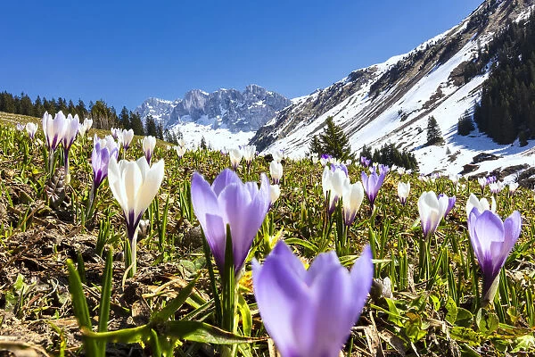 Close-up of crocus flowers in bloom, Partnun, Prattigau, Davos, canton of Graubunden