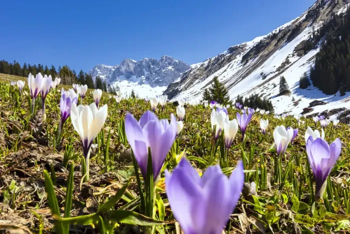 Framed Print : Close-up of crocus flowers in bloom, Partnun, Prattigau, Davos, canton of Graubunden Framed Print : Close-up of crocus flowers in bloom, Partnun, Prattigau, Davos, canton of Graubunden
