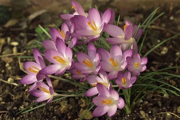 Close-up of crocuses in spring