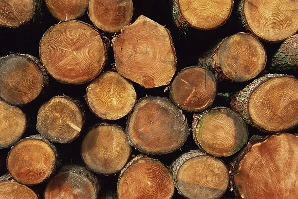 Close-up of cut logs in a timber pile, Hassness Wood, Lake District, Cumbria