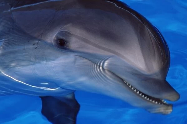 Close-up of a dolphin, Loro Parque, Puerto de la Cruz, Tenerife, Canary Islands