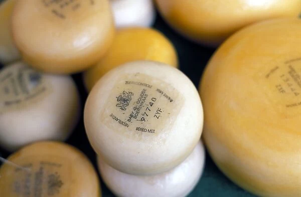 Close-up of Dutch cheeses
