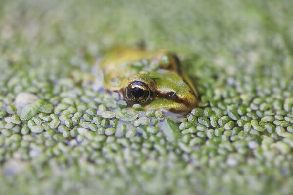 Close-up of European common frog (Rana temporaria), North Brabant, The Netherlands, Europe