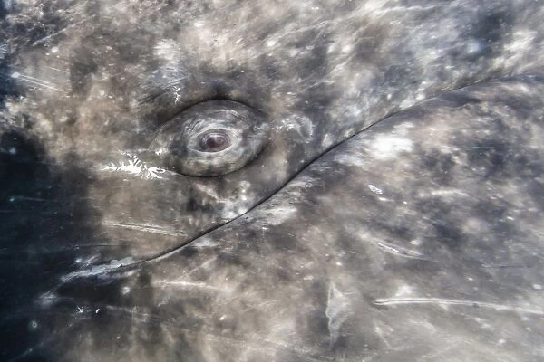 Close-up of eye of a California gray whale (Eschrichtius robustus)l underwater in