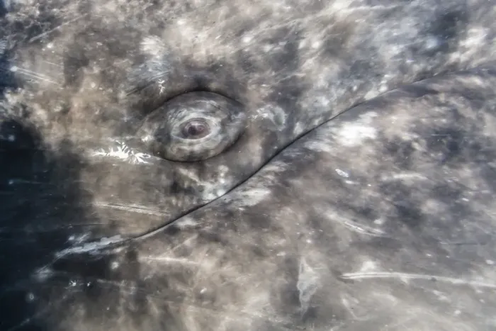 Framed Print : Close-up of eye of a California gray whale (Eschrichtius robustus)l underwater in Framed Print : Close-up of eye of a California gray whale (Eschrichtius robustus)l underwater in