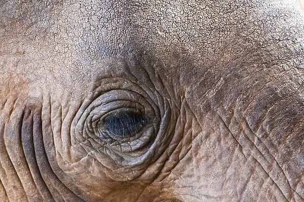 Close-up of eye, Elephant (Loxodonta africana), Taita Hills Wildlife Sanctuary, Kenya