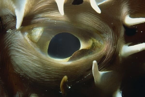Close-up of eye of spiny pufferfish (Arothron hispidus)
