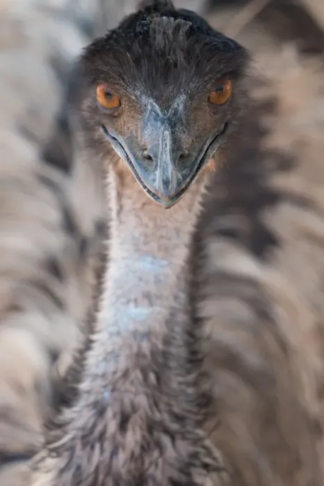Framed Print : Close-up of face and neck of emu, Ostrich Safari Park, Oudsthoorn, South Africa, Africa Framed Print : Close-up of face and neck of emu, Ostrich Safari Park, Oudsthoorn, South Africa, Africa