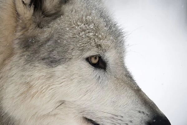 Close-up of face and snout of a North American Timber wolf (Canis lupus) in forest, Austria, Europe