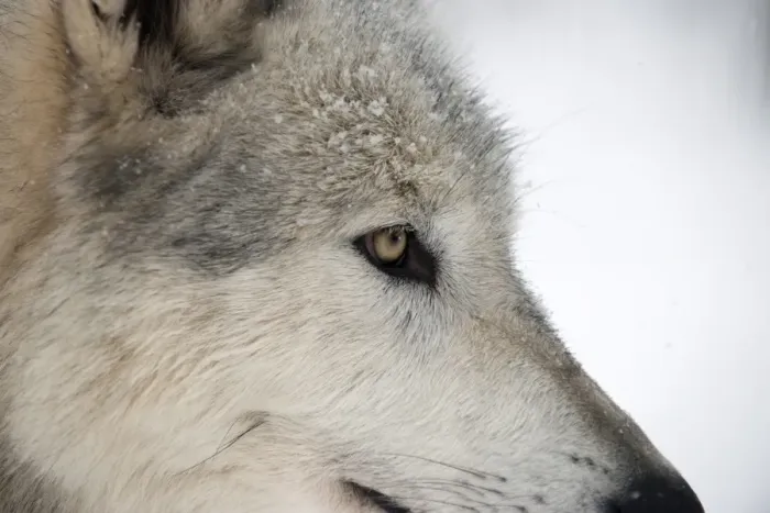 Framed Print : Close-up of face and snout of a North American Timber wolf (Canis lupus) in forest, Austria, Europe Framed Print : Close-up of face and snout of a North American Timber wolf (Canis lupus) in forest, Austria, Europe