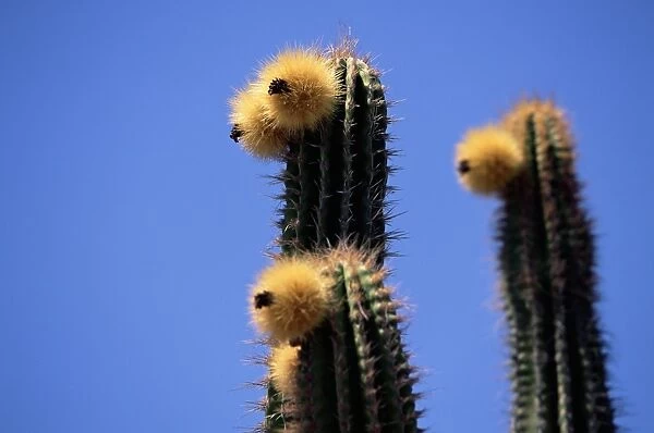 Close-up of faces of cacti (cactus) plants