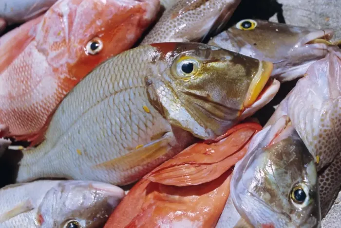 Framed Print : Close-up of fish catch Framed Print : Close-up of fish catch