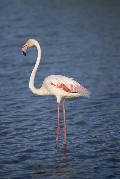 Close-up of a flamingo, side view, Bouches du Rhone, Provence, France, Mediterranean