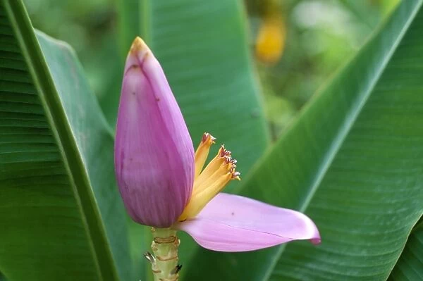 Close-up of the flower of a banana plant