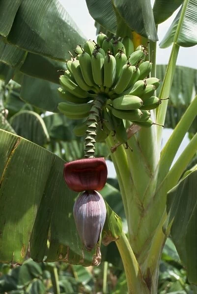 Close-up of flower and partly harvested hands of bananas on a banana plant at Guantanamo