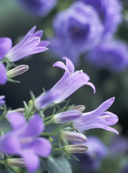Close-up of flowering campanula Monic
