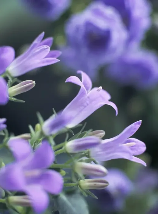 Framed Print : Close-up of flowering campanula Monic Framed Print : Close-up of flowering campanula Monic