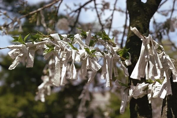 Close-up of fortune papers tied to the branches of