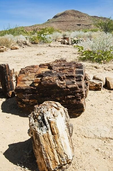 Close-up of fossilised tree trunks, Petrified Forest, Damaraland, Kunene Region, Namibia, Africa