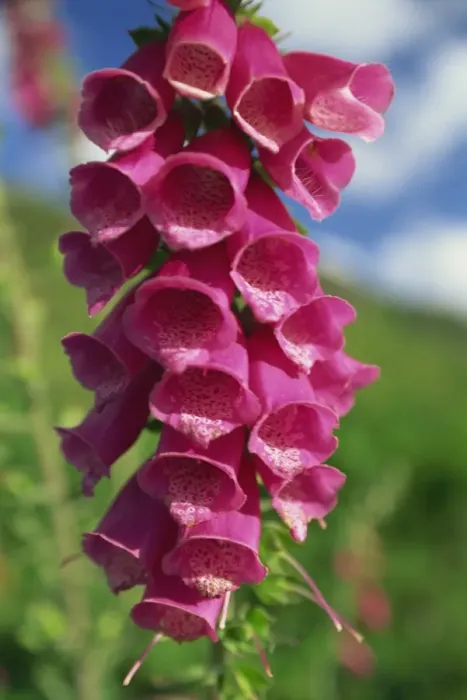 Framed Print : Close-up of foxglove flowers Framed Print : Close-up of foxglove flowers