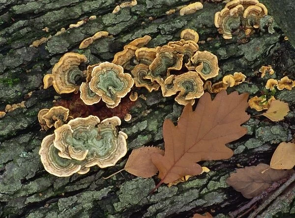 Close-up of fungi and autumn leaf on a tree stump in Kent, England, United Kingdom
