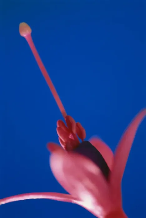 Framed Print : Close-up of Fuschia Framed Print : Close-up of Fuschia