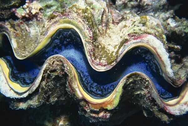 Close-up of a giant clams mouth