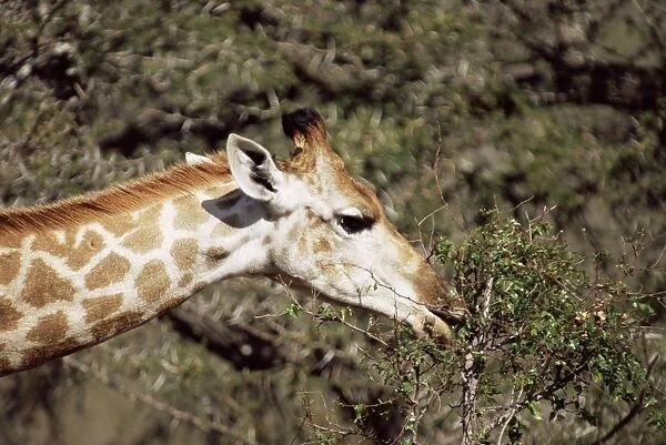 Close-up of a giraffe (Giraffe camelopardalis)