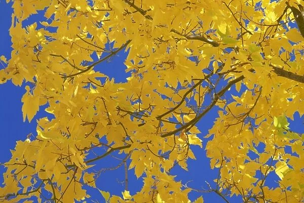 Close-up of golden autumn leaves in the Zion National Park