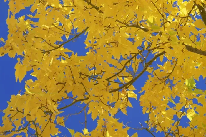 Framed Print : Close-up of golden autumn leaves in the Zion National Park Framed Print : Close-up of golden autumn leaves in the Zion National Park