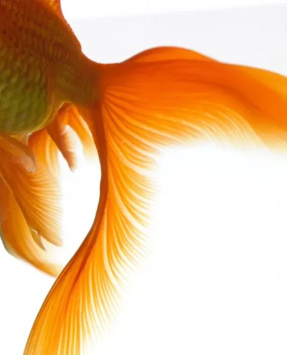 Framed Print : Close-up of goldfish tail Framed Print : Close-up of goldfish tail