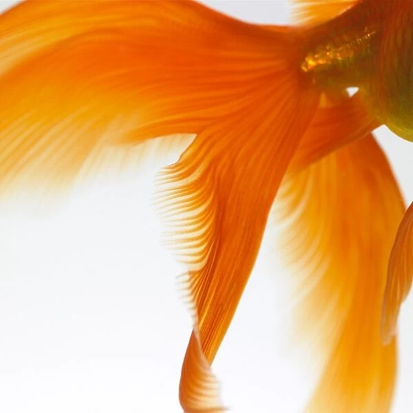 Close-up of a goldfish tail