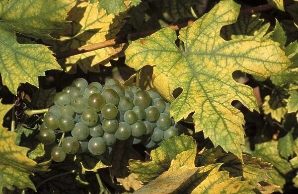 Close-up of grapes on vine near village of Sidleny u Milotic, Mutenice wine region