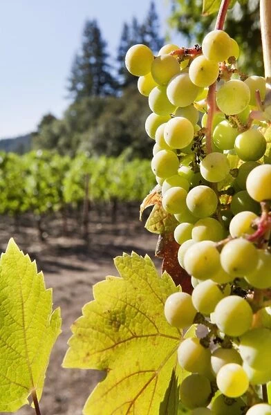 Close-up of grapes in a vineyard, Napa Valley, California, United States of America, North America
