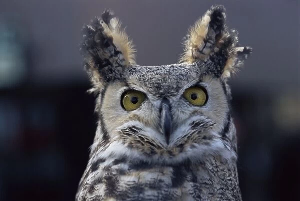Close-up of a greeat horned owl