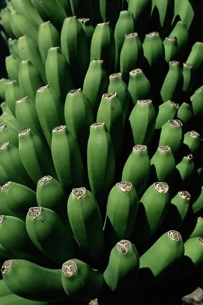 Close-up of green bananas (platanos canarios)