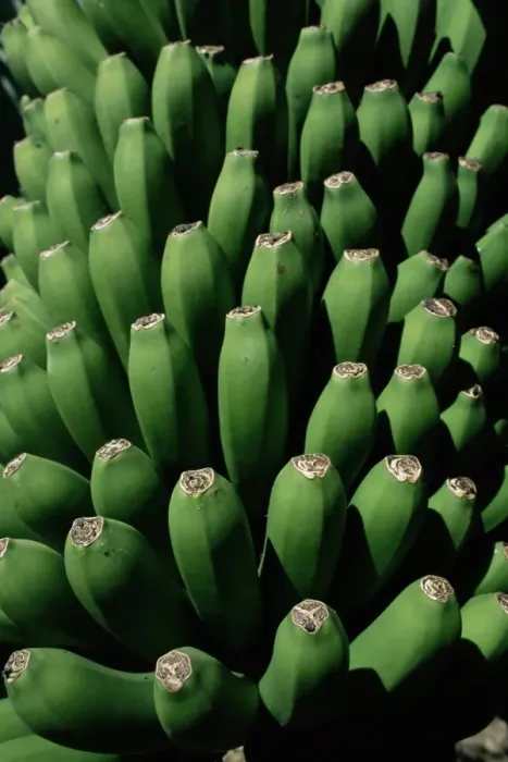 Framed Print : Close-up of green bananas (platanos canarios)