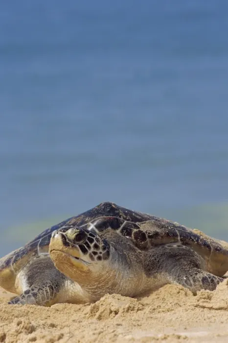 Framed Print : Close-up of a green sea turtle Framed Print : Close-up of a green sea turtle