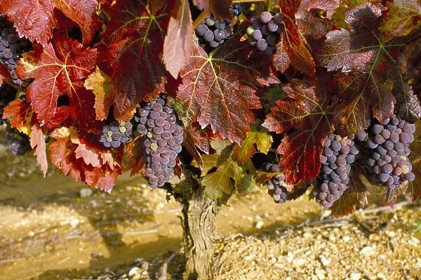 Close-up of Grenache grapes, Provence, France, Europe