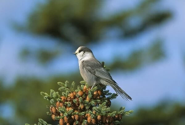 Close-up of grey jay bird, Kouchibouguac National Park, New Brunswick, Canada