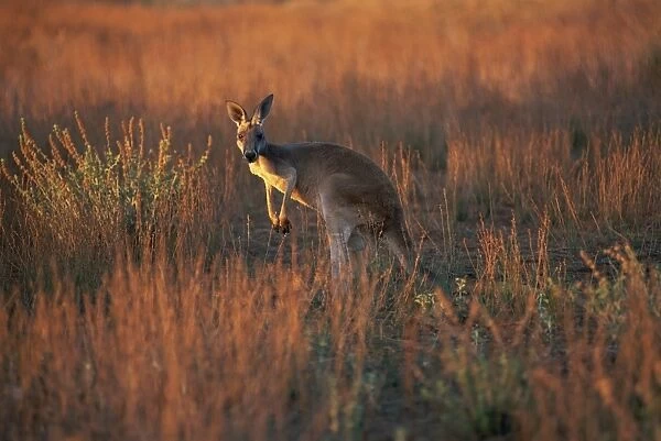 Close-up of a grey kangaroo (Macropus fuliginosus melanops), Flinders Range