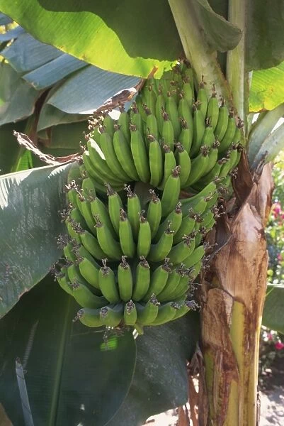 Close-up of hands of green banana fruit growing on banana plant