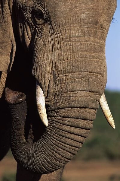 Close-up of head of an African elephant (Loxodonta africana)