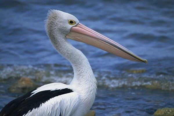 Close-up of the head of an Australian pelican, Kingscote, Kangaroo Island