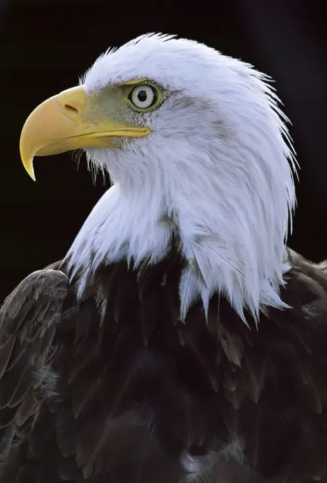 Framed Print : Close-up of the head of a bald eagle, haliaeetus leucocephalus, Chateau de Beaucaire Framed Print : Close-up of the head of a bald eagle, haliaeetus leucocephalus, Chateau de Beaucaire