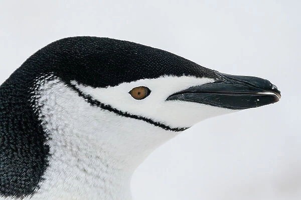Close-up of head of Chinstrap penguin (Pygoscelis antarcticus), Half Moon Island, Antarctica, Polar Regions