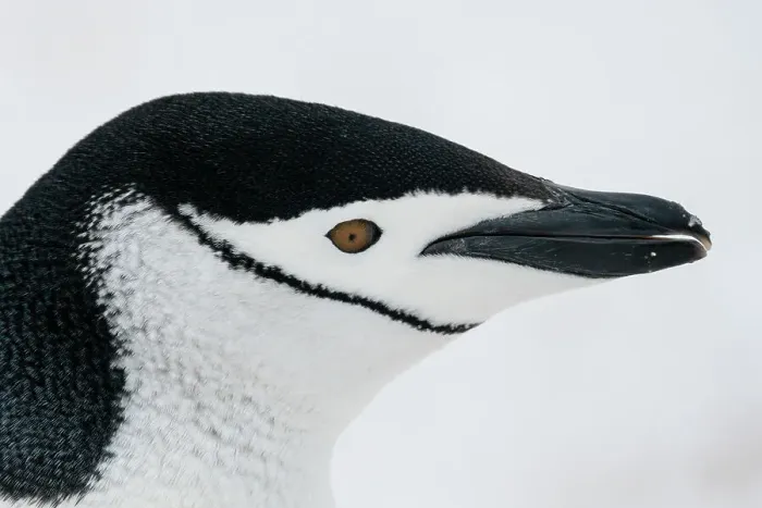 Framed Print : Close-up of head of Chinstrap penguin (Pygoscelis antarcticus), Half Moon Island, Antarctica, Polar Regions Framed Print : Close-up of head of Chinstrap penguin (Pygoscelis antarcticus), Half Moon Island, Antarctica, Polar Regions